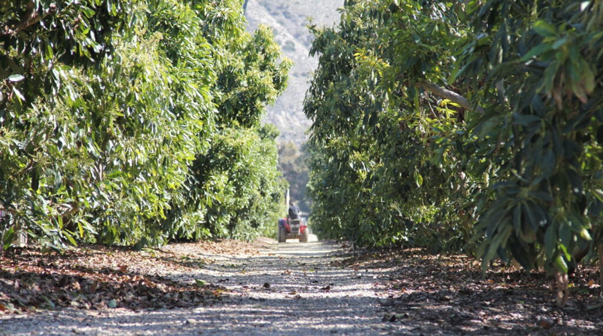 Aguacate de California: se esperan volúmenes promocionales hasta octubre