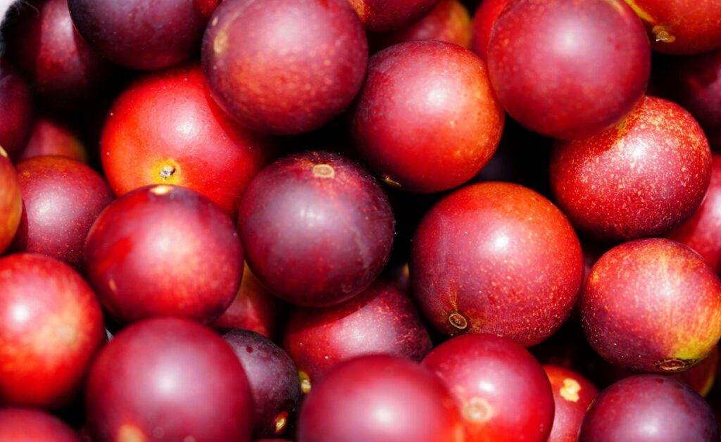 Investigadores peruanos usan IA para determinar temperatura inicial de congelación de frutas exóticas
