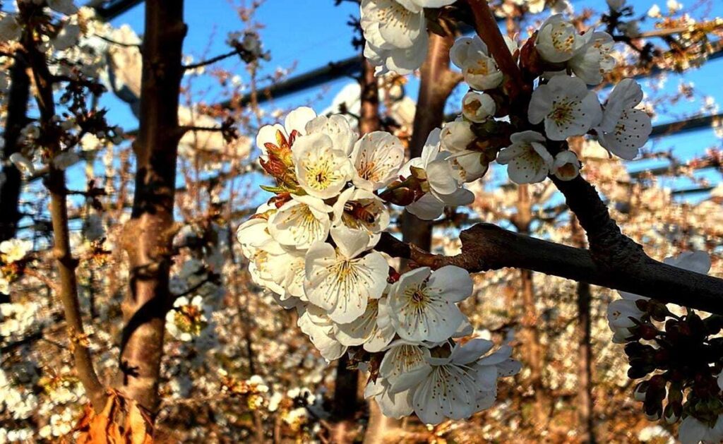 Cerezos argentinos inician la floración con un adelanto fenológico