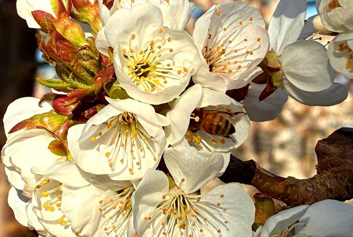 Cerezos argentinos inician la floración con un adelanto fenológico