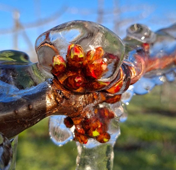 cerezo argentino frio foto Anibal Caminiti