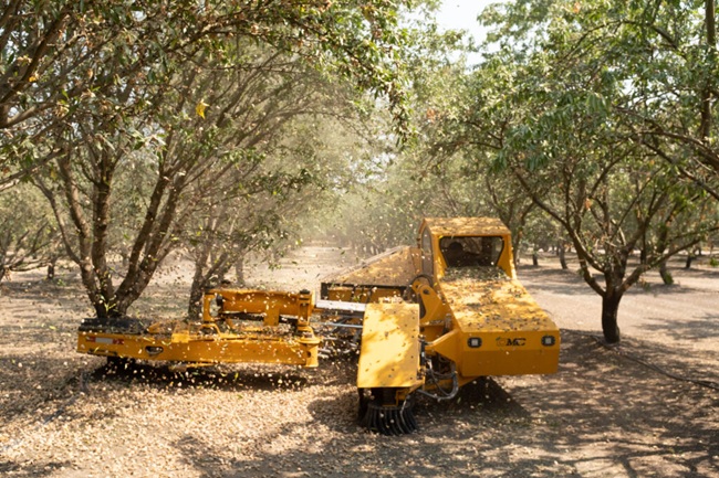 Roedores, maduración y burocracia: la temporada de almendras en California no está exenta de desafíos
