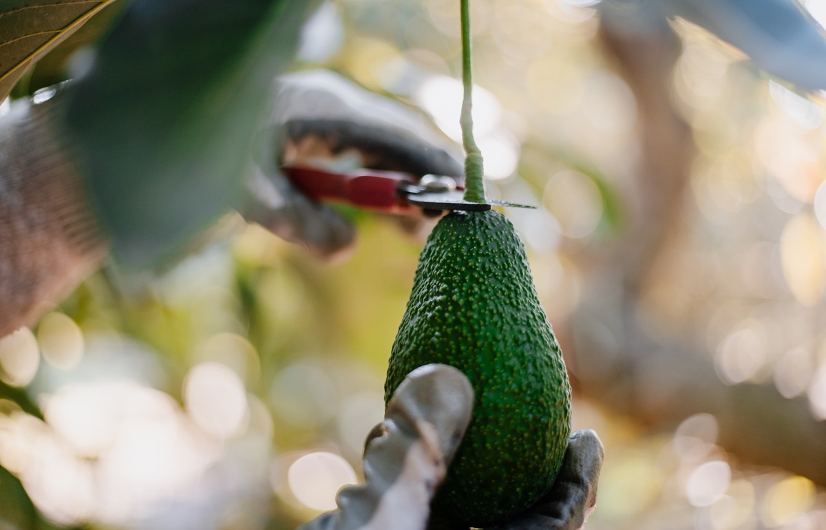 Exportaciones de aguacate de Brasil crecen más de 400% en la última década