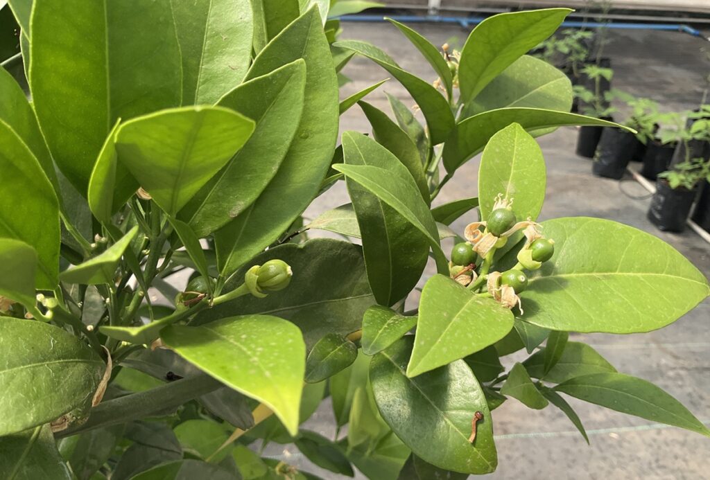 Meristem revoluciona la fruticultura chilena con edición genética de vanguardia en cítricos