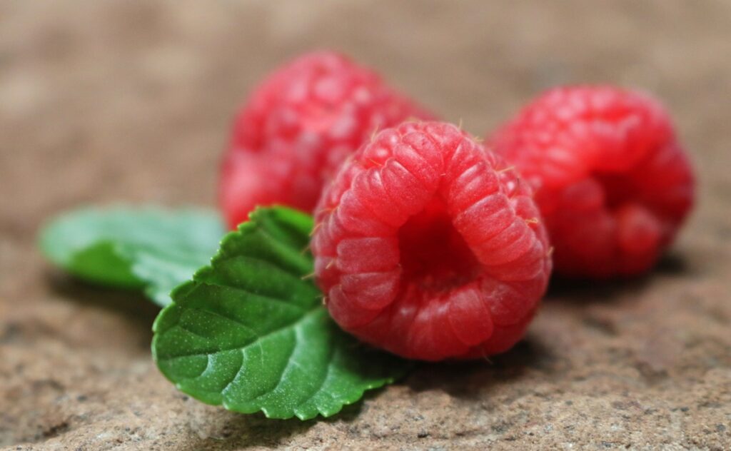Frambuesa con más vida útil: nuevo estudio en el ADN de la fruta abre la puerta a variedades resistentes Frambuesa con más vida útil: nuevo estudio en el ADN de la fruta abre la puerta a variedades resistentes