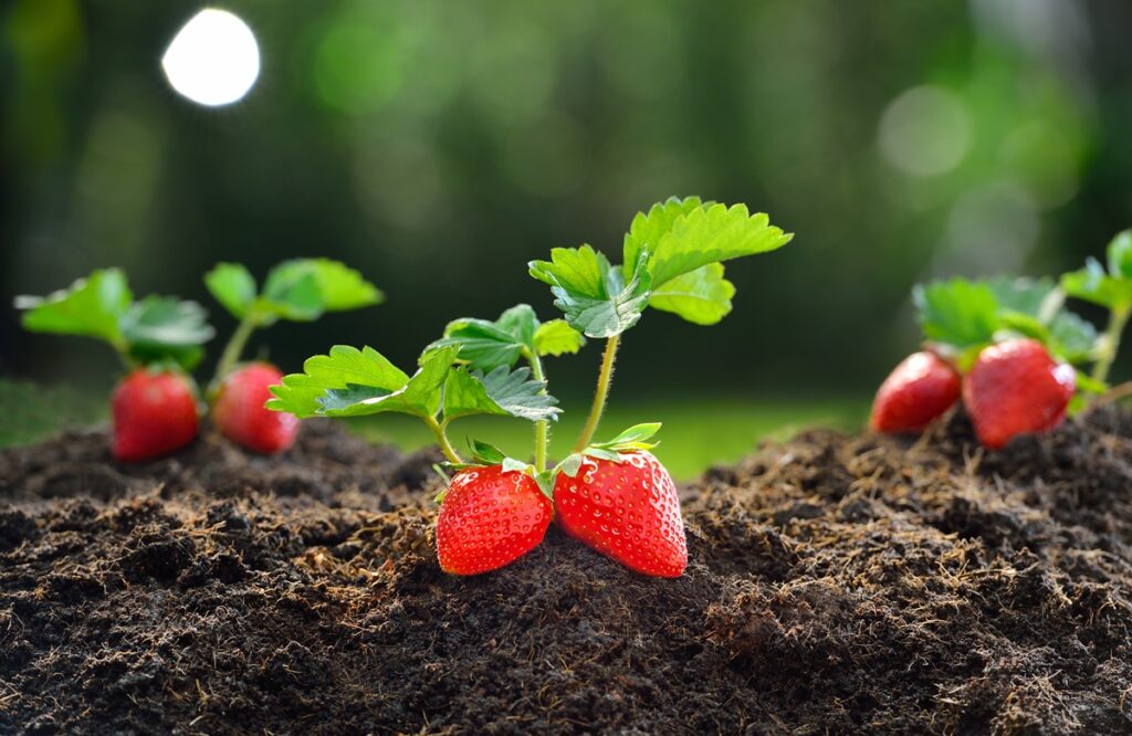 Desarrollan robot capaz de cosechar fresas ocultas bajo las hojas