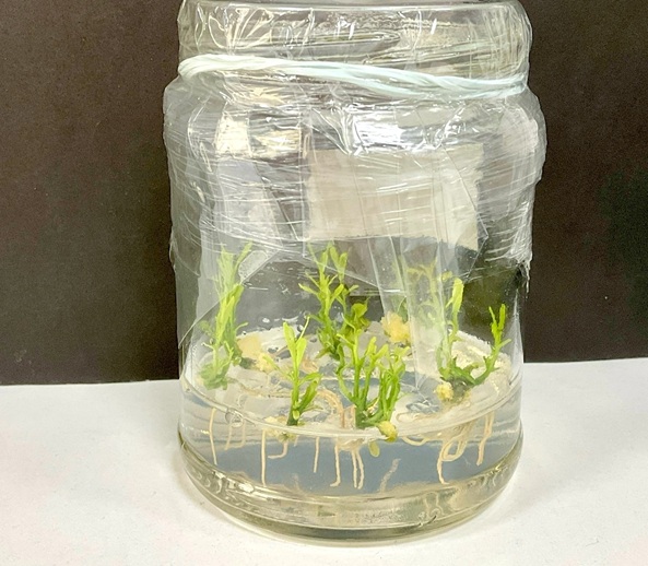 Meristem revoluciona la fruticultura chilena con edición genética de vanguardia en cítricos