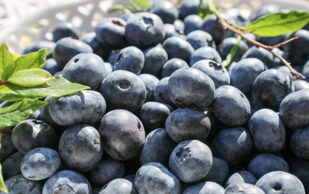 Estado del Mercado, semana 48: baja demanda por arándanos en Europa deja fruta en las góndolas