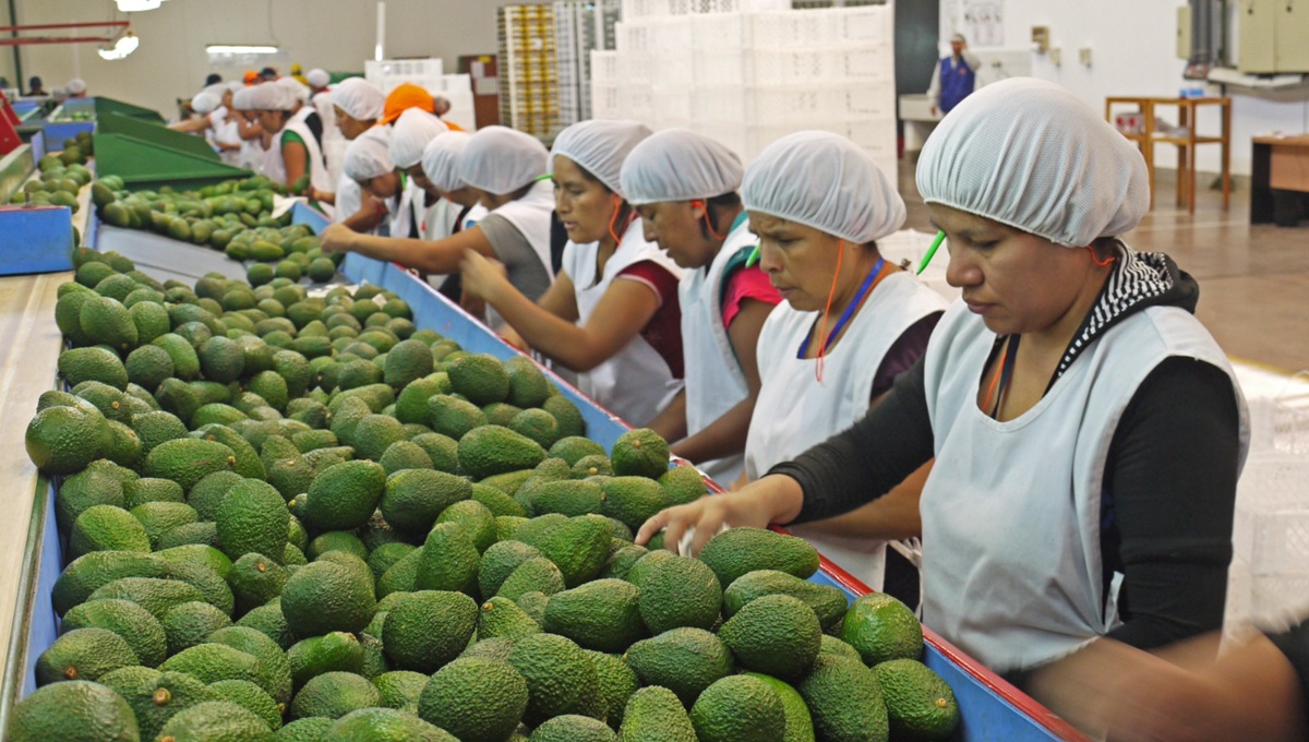 Campaña 2025 de palta peruana se encuentra en su etapa de cierre con resultados históricos