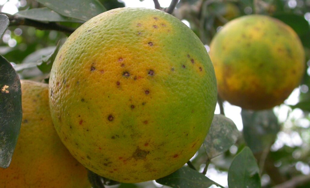Cítricos de Sudáfrica suman 13 detecciones de mancha negra y crece la presión a Bruselas Cítricos de Sudáfrica suman 13 detecciones de mancha negra y crece la presión a Bruselas