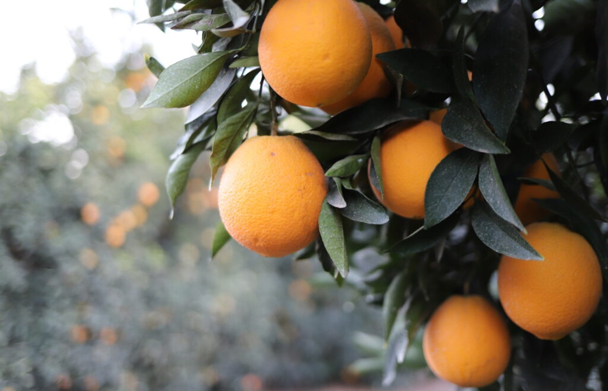Naranjas Navel de California: la calidad sigue siendo clave mientras el mercado enfrenta cambios