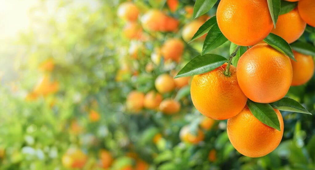 Finalizan las exportaciones de naranjas sudafricanas a Europa con un 