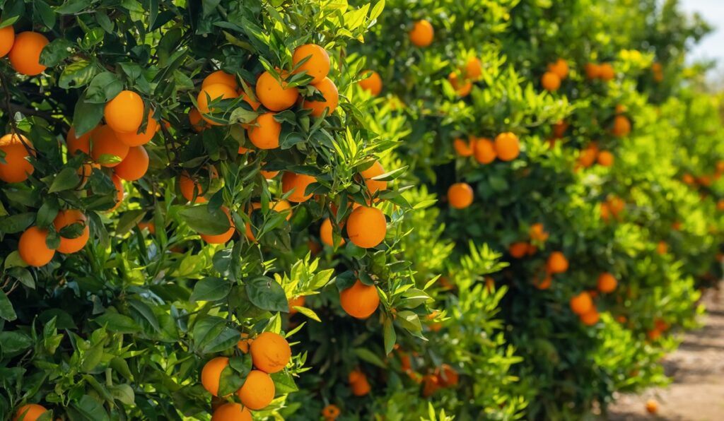 Greening afecta a casi 100 millones de naranjos del cinturón citrícola en Brasil Greening afecta a casi 100 millones de naranjos del cinturón citrícola en Brasil