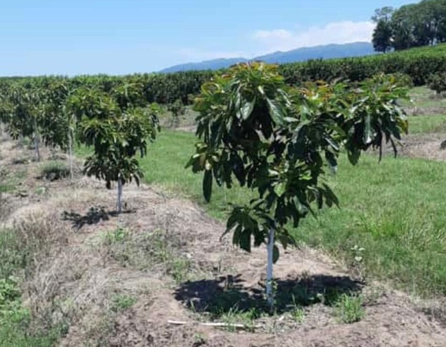 Palta argentina: un cultivo en crecimiento, con desafíos estructurales y de mercado 5 Palta argentina: un cultivo en crecimiento, con desafíos estructurales y de mercado