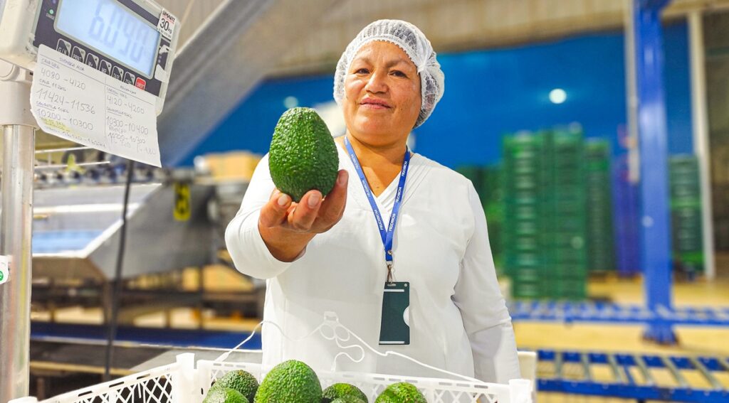 Campaña 2025 de palta peruana se encuentra en su etapa de cierre con resultados históricos