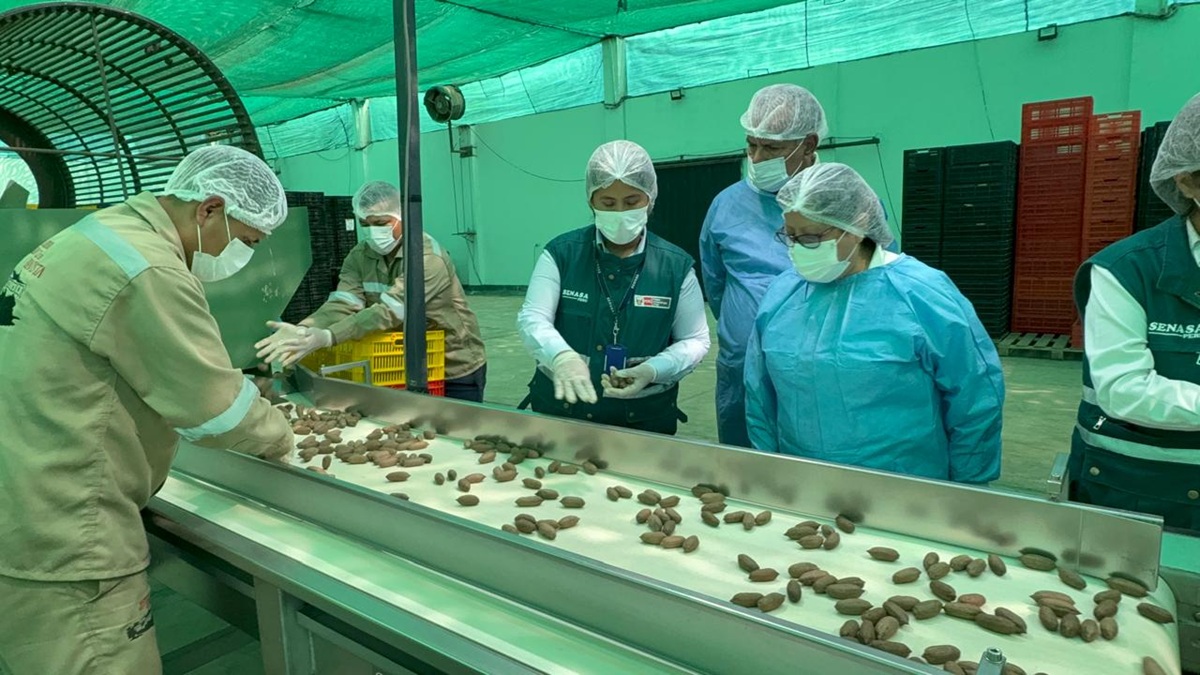 China abre su mercado a las pecanas de Perú con el primer cargamento desde Ica