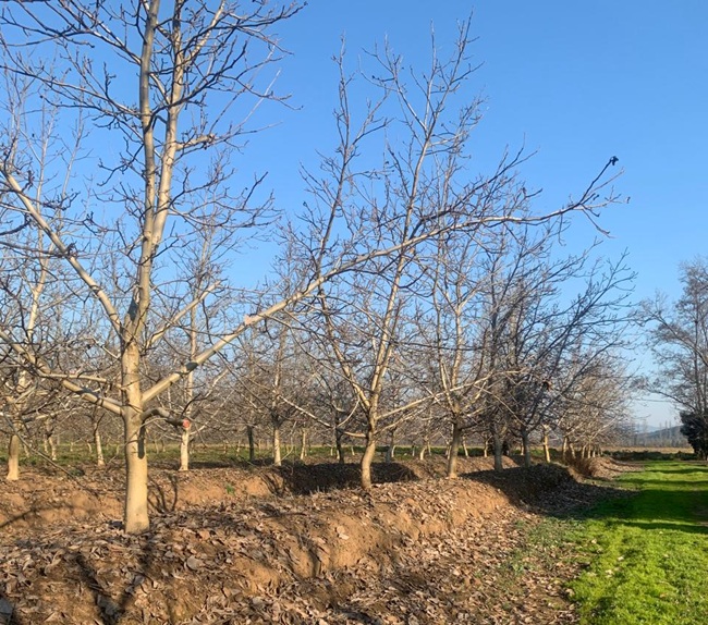 Peuma Dry Fruit el sueño familiar que convirtió las nueces chilenas en un producto de exportación con sello propio