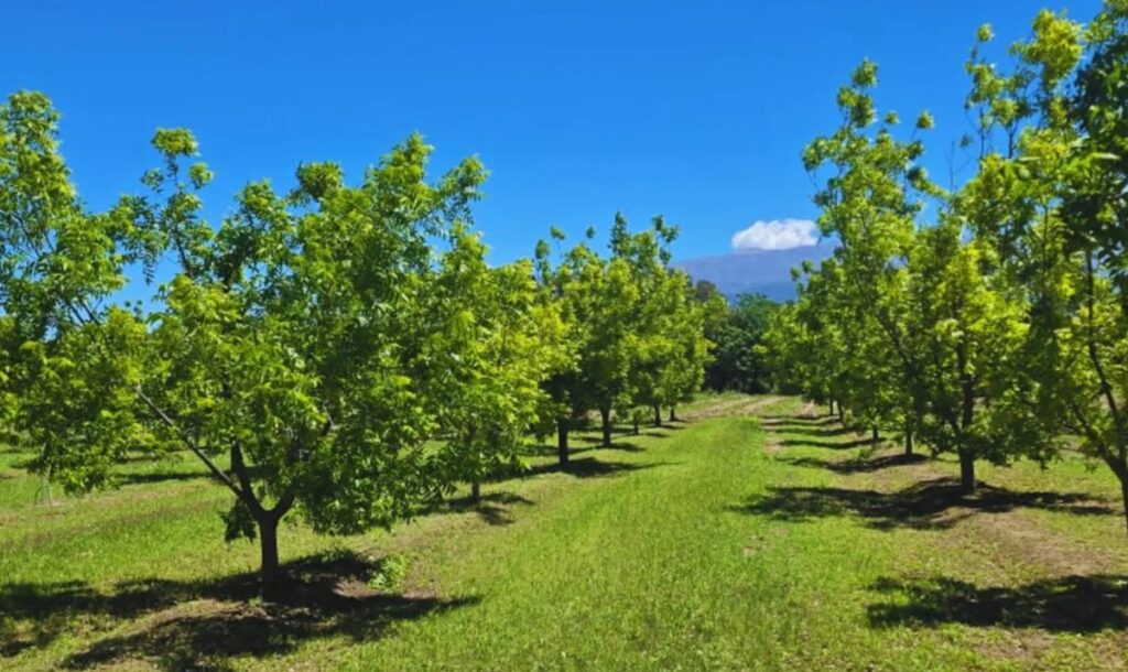 Catamarca apuesta al pecán: nueva alternativa productiva en zonas áridas