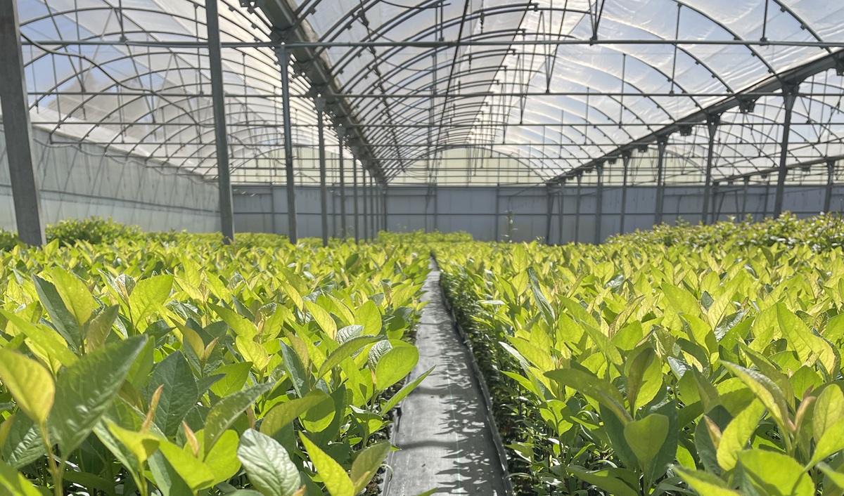 planta de calidad