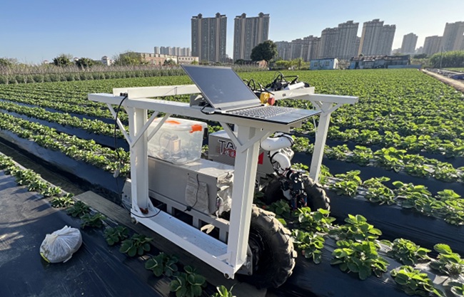 Desarrollan robot capaz de cosechar fresas ocultas bajo las hojas