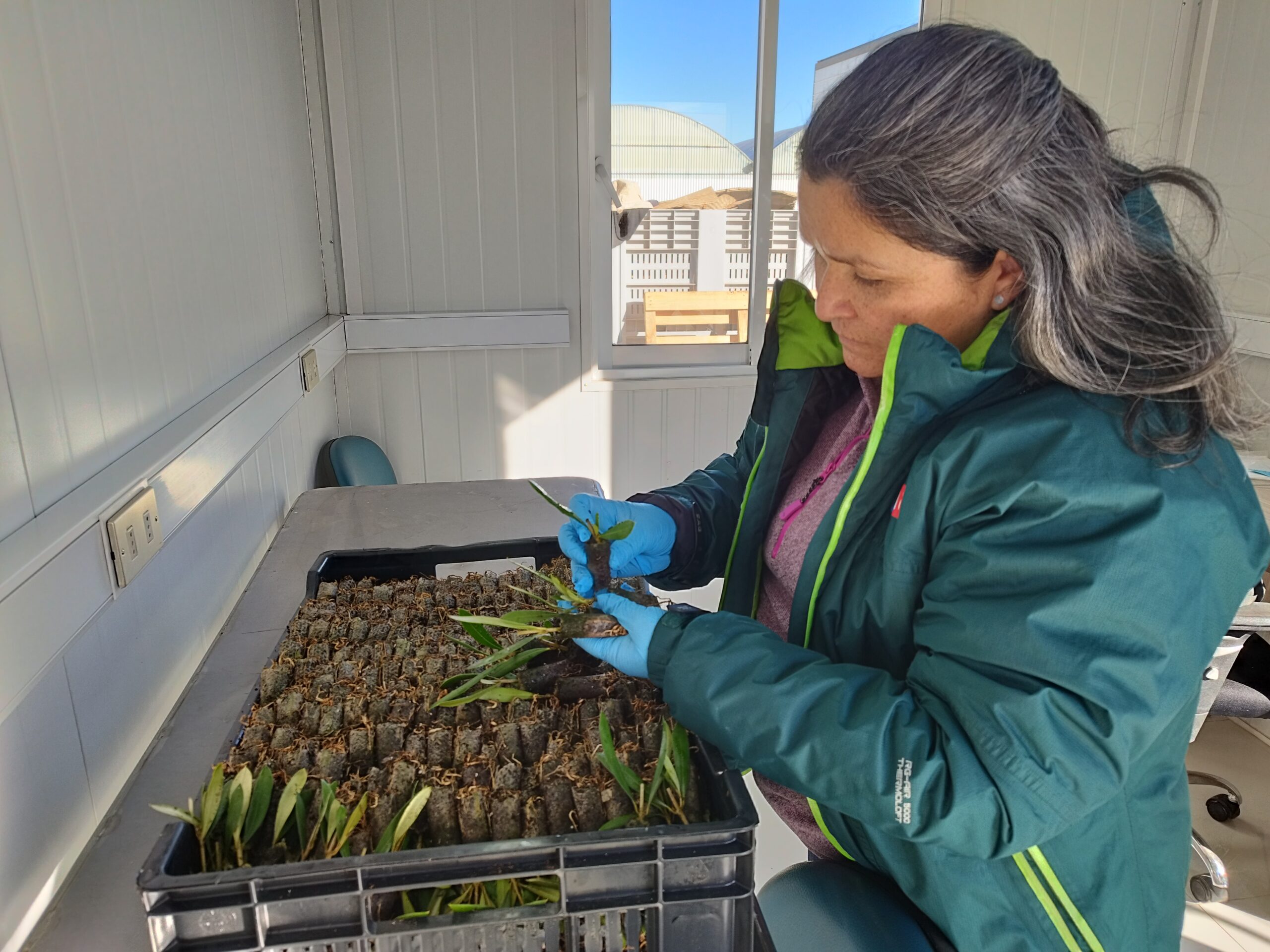 Viveros chilenos retoman protagonismo en el mercado global con plantas frutales de alta calidad