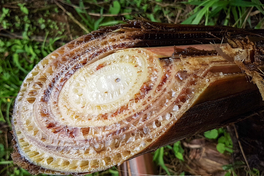 mal de panamá