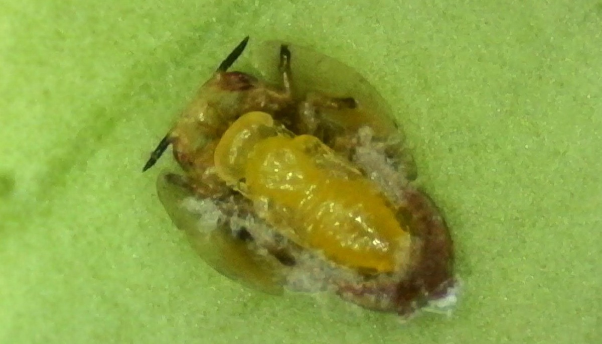 Descubren en Chipre una avispa que combate la plaga más destructiva de los cítricos 3 Descubren en Chipre una avispa que combate la plaga más destructiva de los cítricos