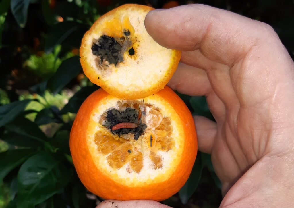 AVA-ASAJA exige revisión exhaustiva del tratamiento en frío que realiza Sudáfrica a sus naranjas