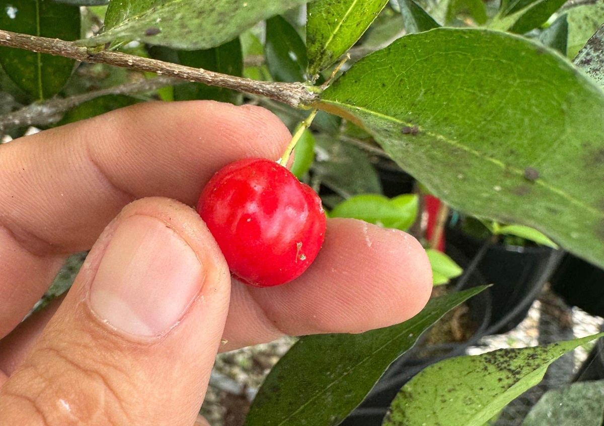 La acerola, la fruta con más vitamina C que la naranja, entra en estudio en Florida 3 Acerola en Florida: alternativa para cítricos y aguacates en crisis