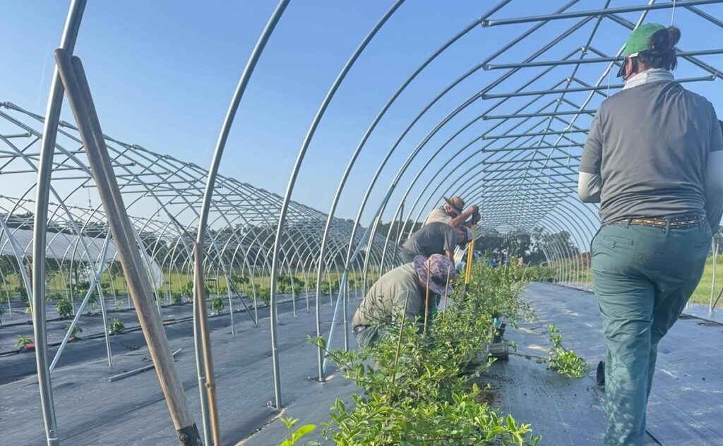 La acerola, la fruta con más vitamina C que la naranja, entra en estudio en Florida
