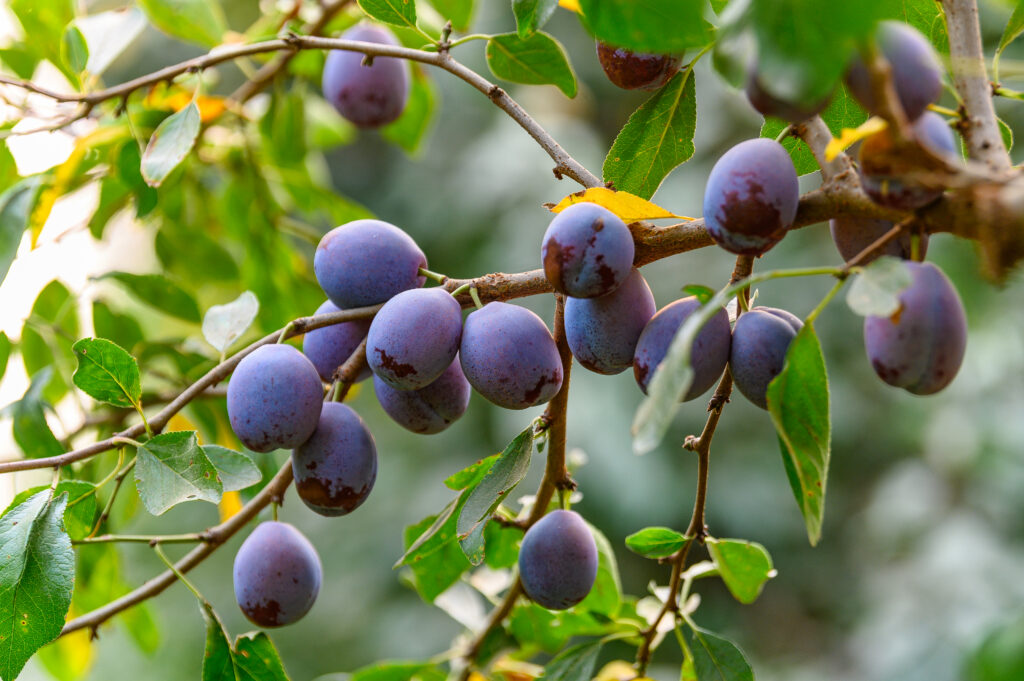 Una menor cosecha de ciruelas deshidratadas de California impulsa grandes estrategias de crecimiento
