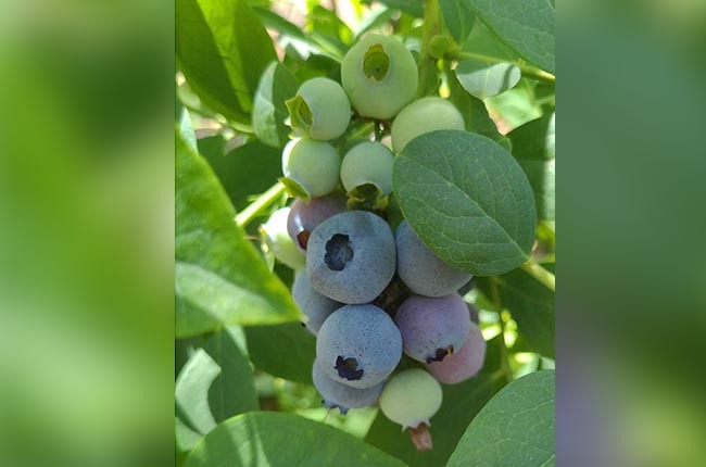 Producción de arándanos chilenos 