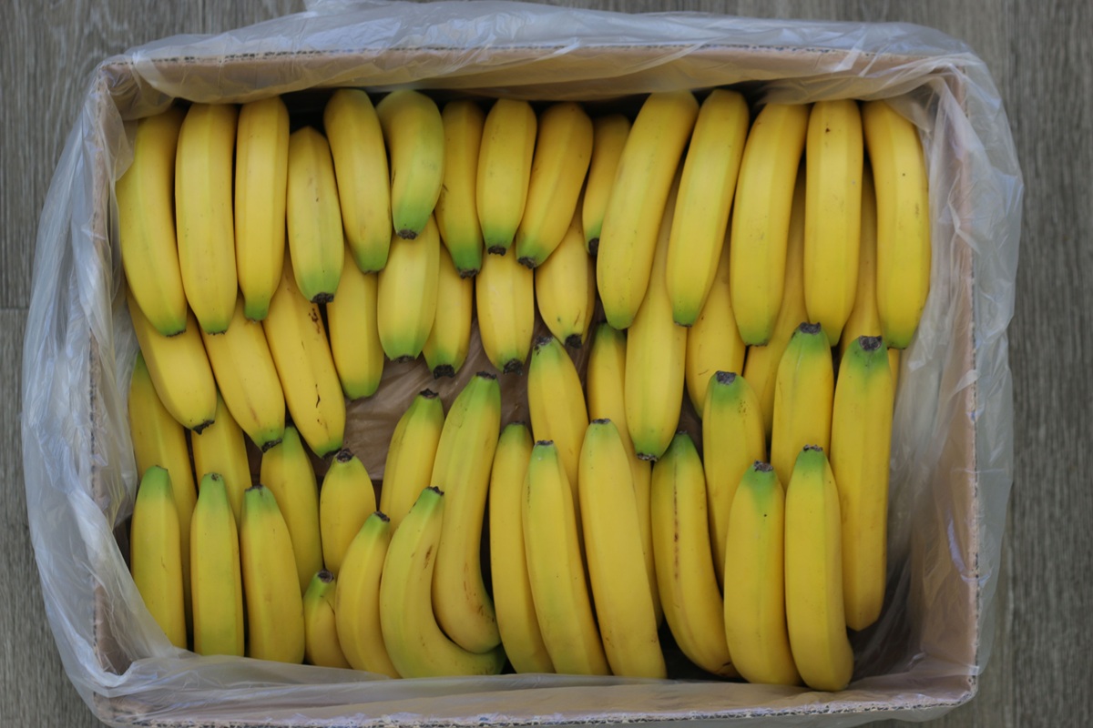 Catalytic Generators: de bananas verdes a su punto perfecto de maduración