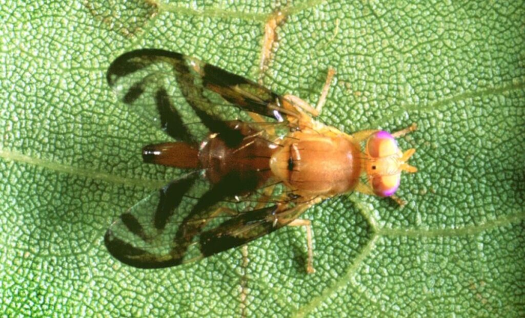 California enfrenta su primera cuarentena por mosca de la fruta del Caribe desde 1985