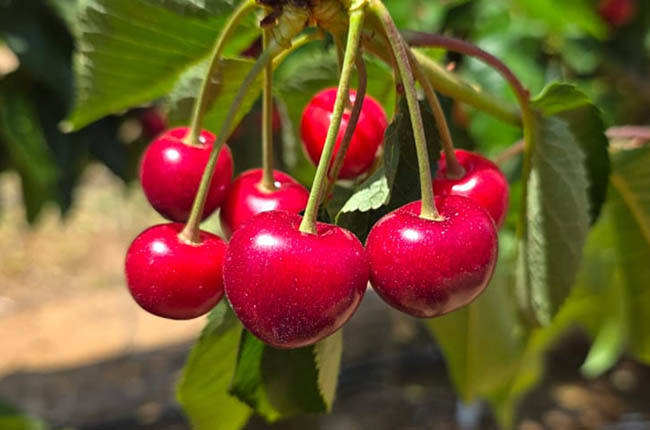 Tru-Cape da inicio a temporada 2025 de cerezas con cosecha temprana y abundante 4 Cerezas de Sudáfrica de Tru-Cape