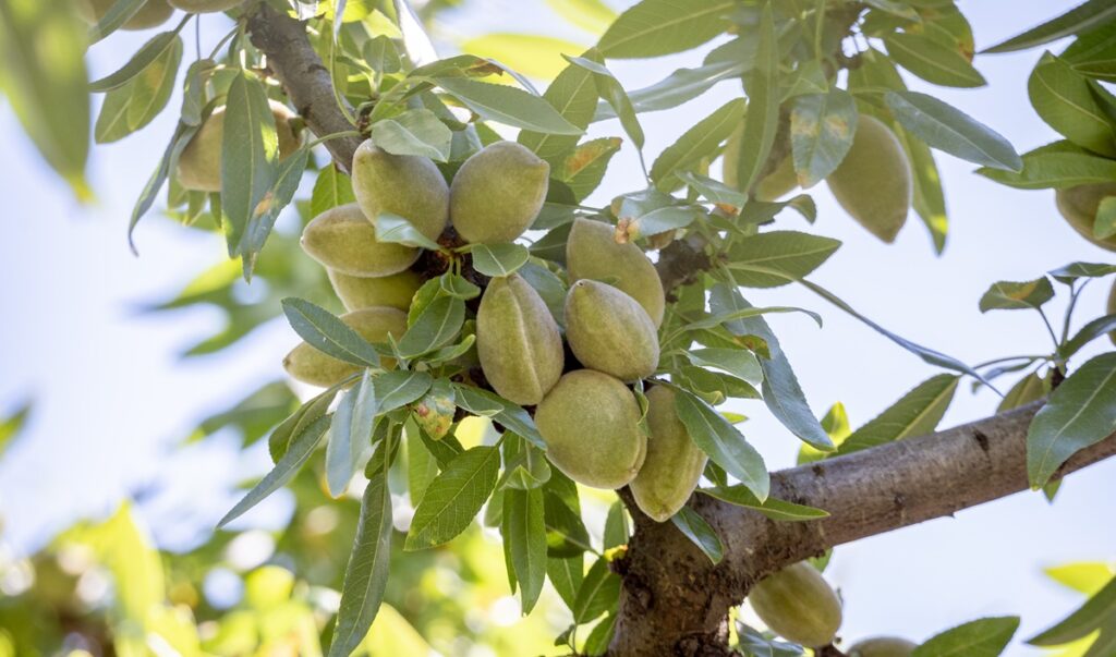 DIVINA, una nueva variedad de almendra con alto valor nutricional y productividad