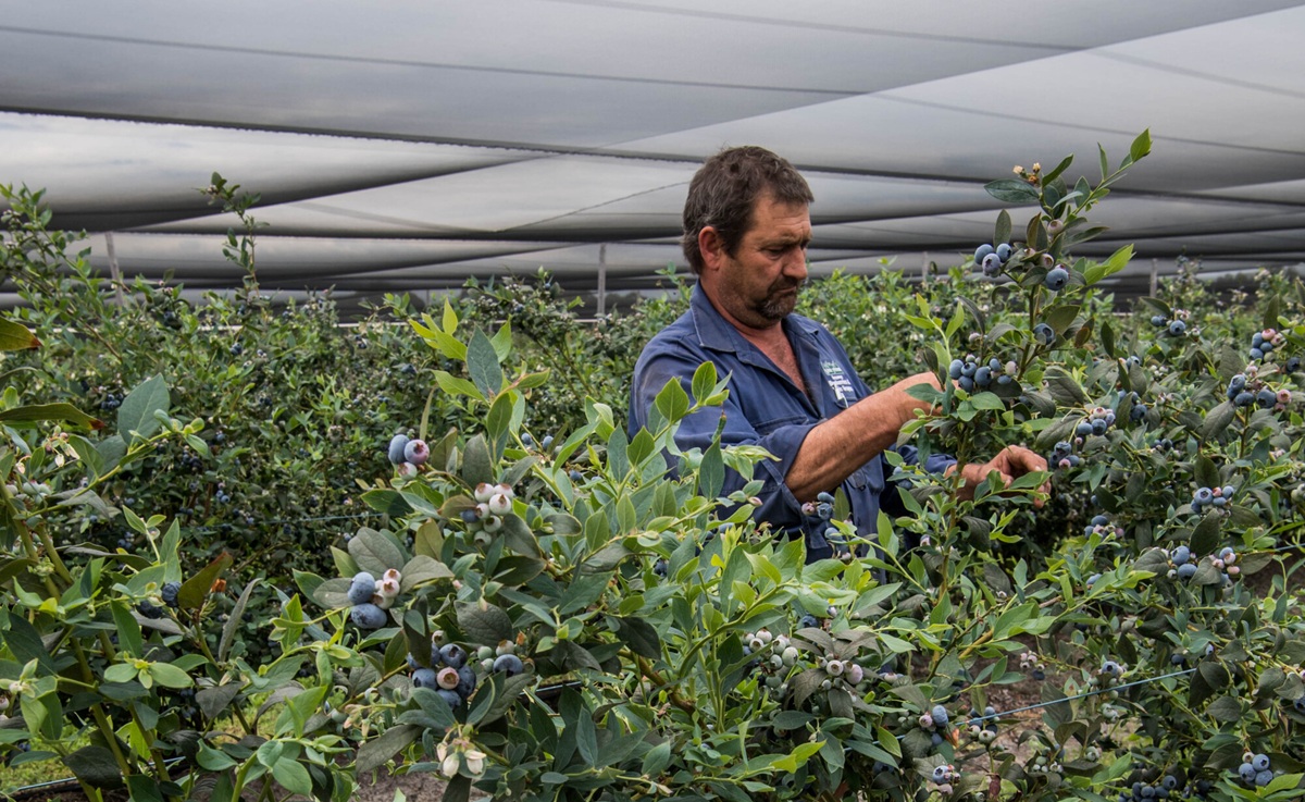 Australia firma histórico acuerdo para exportar arándanos a Vietnam desde diciembre 2025