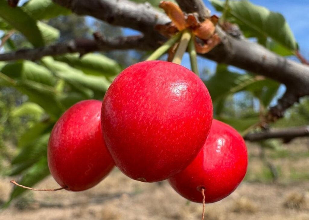 Argentina inicia la cosecha de las cerezas más temprana del hemisferio sur Argentina inicia la cosecha de las cerezas más temprana del hemisferio sur