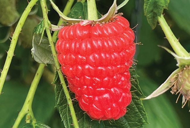Grande y deliciosa: la frambuesa Malaika llegará pronto al retail europeo