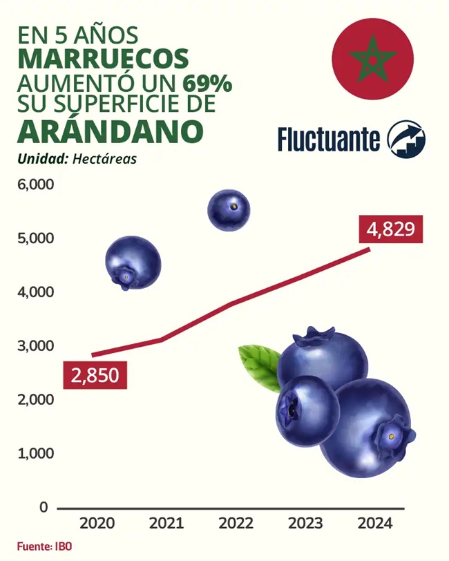 Marruecos se consolida como potencia emergente en la industria mundial del arándano