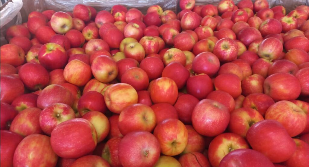 Tru-Cape reporta récord de manzanas Pink Lady esta temporada en Sudáfrica