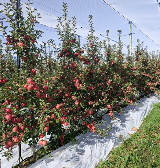 Tru-Cape de Sudáfrica reporta récord de manzanas Pink Lady esta temporada