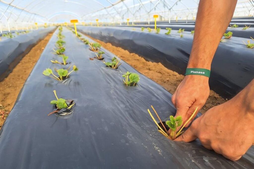 Planasa, parte de EW Group, adquiere IFSI, fortaleciendo así su misión por la innovación sostenible en agricultura Planasa, parte de EW Group, adquiere IFSI, fortaleciendo así su misión por la innovación sostenible en agricultura