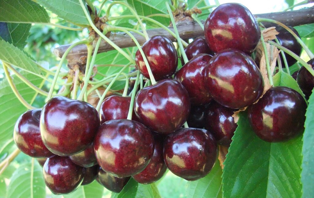 Se logra acuerdo en disputa por patente de cereza Staccato®, pero los litigios no han terminado Se logra acuerdo en disputa por patente de cereza Staccato®, pero los litigios no han terminado
