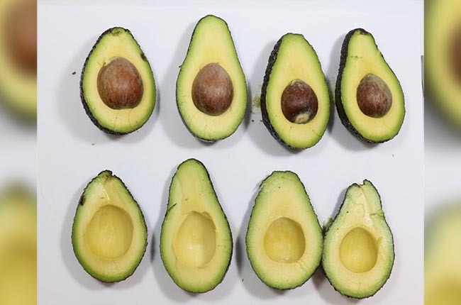 Westfalia Fruit une fuerzas con AgroSustain en el uso de biofungicidas sustentables en aguacates y limas 3 Resultados Westfalia Fruit