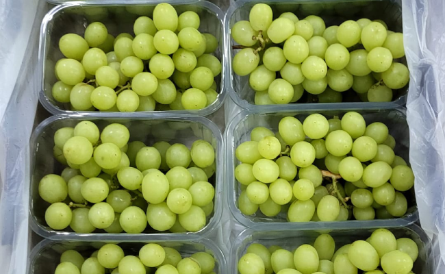Verfrut inicia cosecha de uva de mesa peruana con buena proyección en calidad y condición