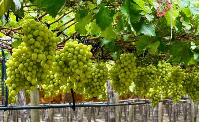 Verfrut inicia cosecha de uva de mesa peruana con buena proyección en calidad y condición