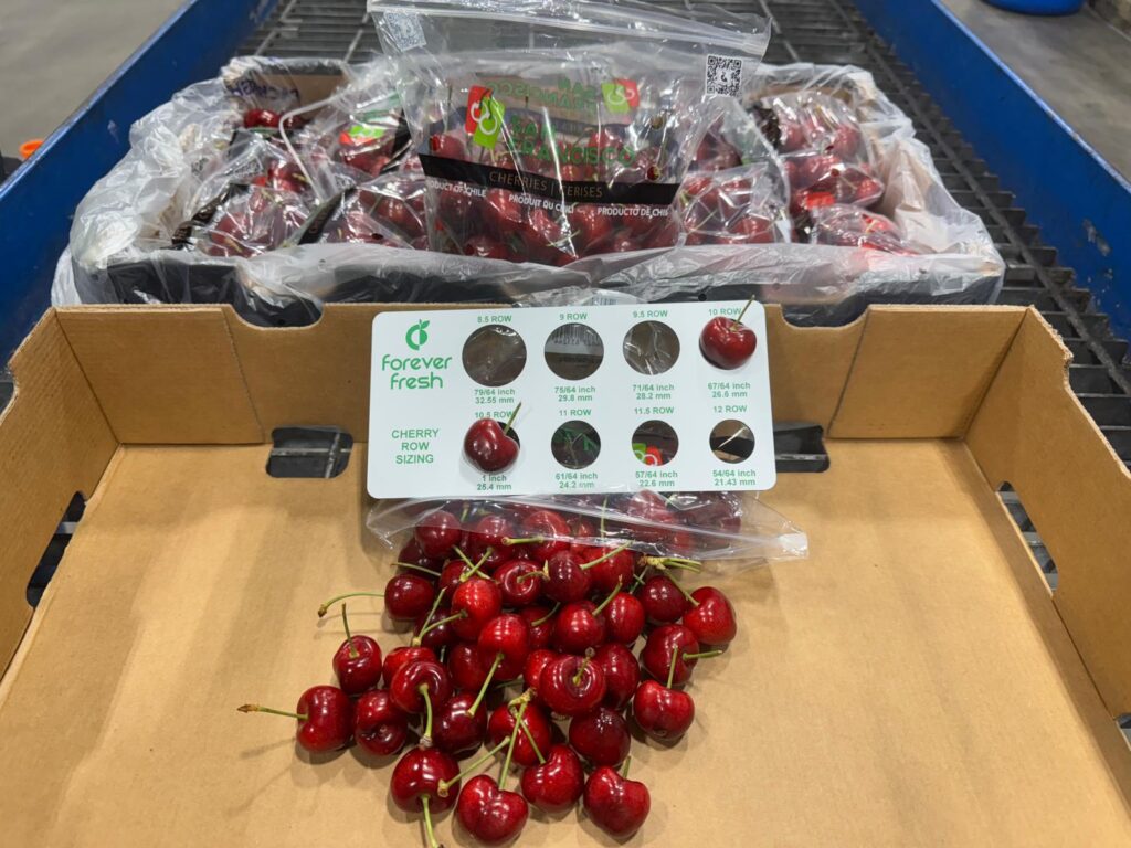 Forever Fresh inicia la temporada de cerezas chilenas con el arribo del primer embarque aéreo a Estados Unidos Forever Fresh inicia la temporada de cerezas chilenas con el arribo del primer embarque aéreo a Estados Unidos