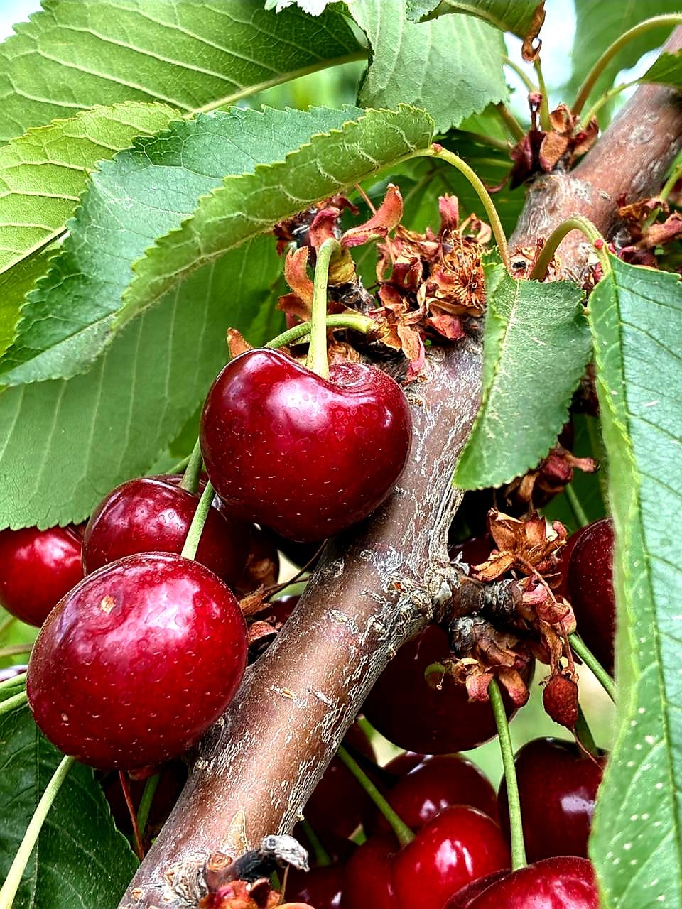 Cerezas argentinas comienzan la temporada con buena calidad y con foco en el mercado interno 3 Cosecha de cerezas argentinas en la temporada 2025
