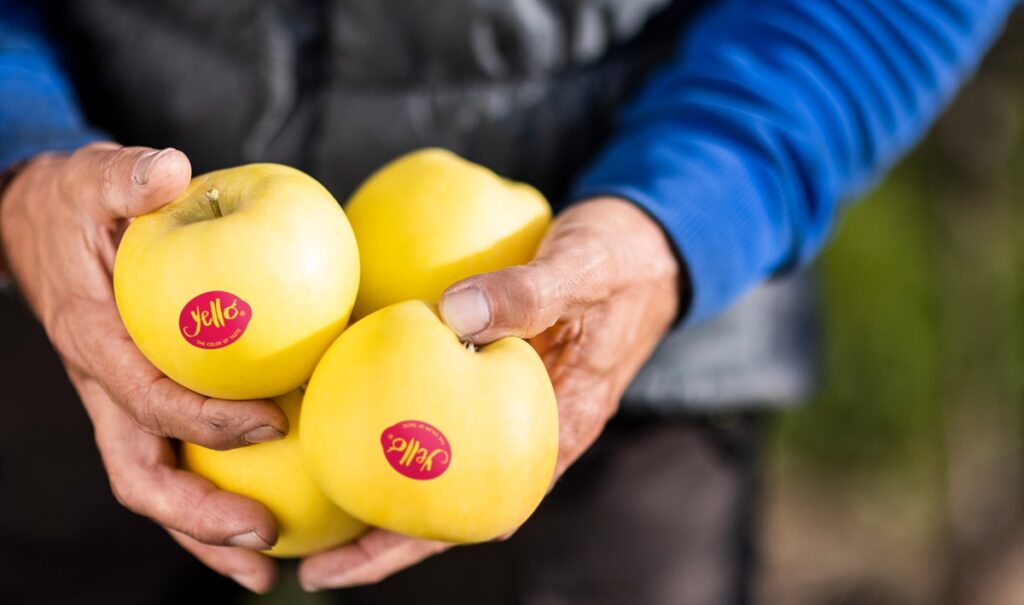 Comienza una nueva temporada para yello®, la manzana amarilla para consumidores exigentes Comienza una nueva temporada para yello®, la manzana amarilla para consumidores exigentes